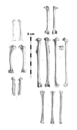Necropsar rodericanus bones.png