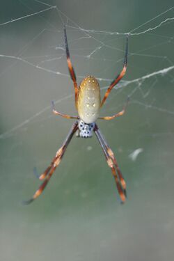 Nephila plumipes (Golden Orb-Weaver).jpg