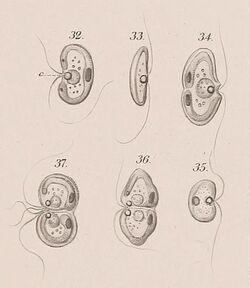Nephroselmis olivacea, Stein (1878), plate 19 cropped.jpg