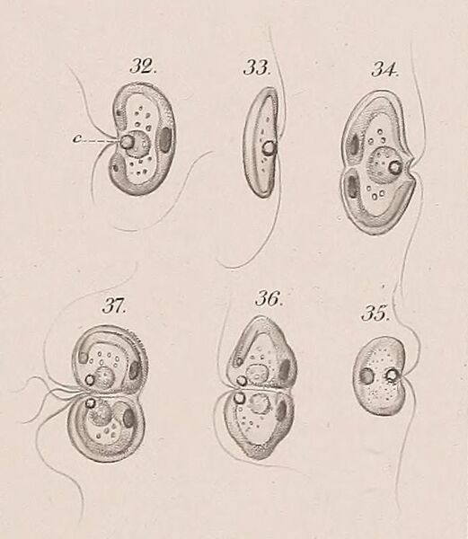 File:Nephroselmis olivacea, Stein (1878), plate 19 cropped.jpg