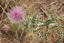 New Mexico Thistle, Cirsium neomexicanum blossom, Albuquerque.JPG