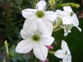 Nicotiana × sanderae dwarf white bedder hc.JPG