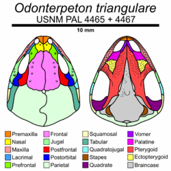 Odonterpeton skull diagram.png