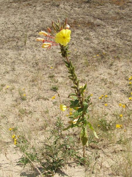 File:Oenothera erythrosepala - Große Nachtkerze - Grote teunisbloem - l'Onagre à sépales striés de rouge - Evening Primrose - ganze Blume.JPG