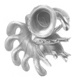 Opisthostoma grandispinosum shell.png