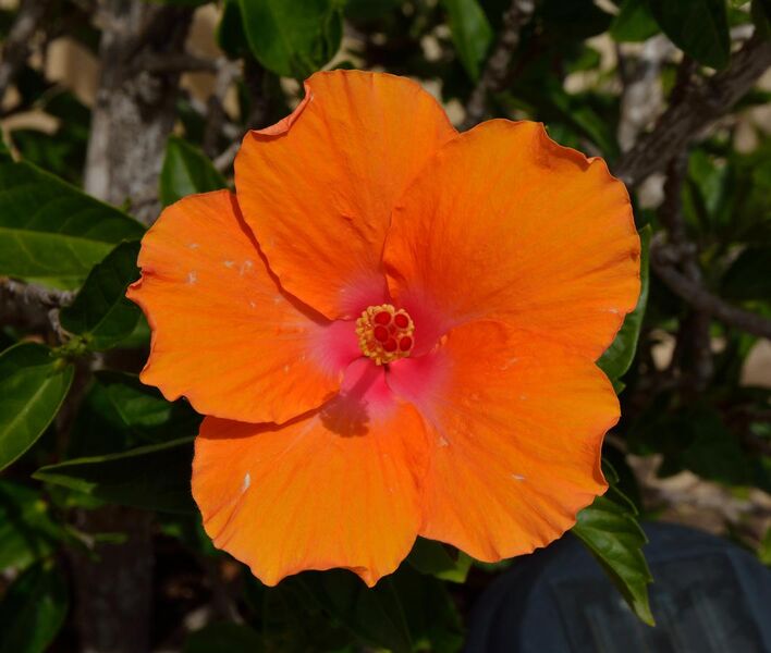 File:Orange hibiscus.jpg