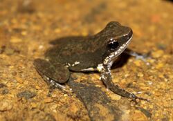 Panama Poison Dart Frog Colostethus panamensis.jpg
