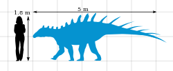 Silhouette of Paranthodon is shown to be three times longer than the human silhouette is tall