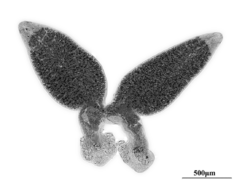 Parasite180002-fig1 A Paradiplozoon yunnanense (Monogenea) Body.png