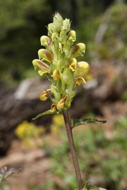 Pedicularis bracteosa 7613.JPG