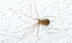 Pholcus opilionoides.jpg