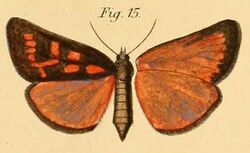 Pl.2-15-Pais moldaenkei=Brephos moldaenkei (Dewitz, 1881).JPG