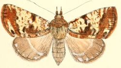 Pl.5-07-Viridistria thoracica (Moore, 1882) (Donda).JPG