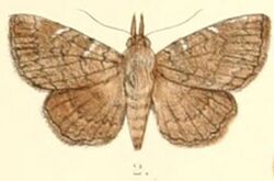 Pl.6-02-Hyposemansis singha Guenée, 1852 (syn.Zethes amynoides).JPG
