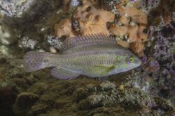 Porredana (Symphodus melops), Parque natural de la Arrábida, Portugal, 2020-07-21, DD 23.jpg