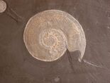 Spiral fossil shell