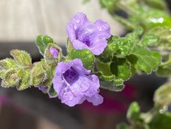 Prostanthera incana flowers.jpg