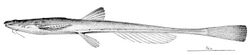Pterobunocephalus depressus.jpg