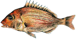 Pterogymnus laniarius.png