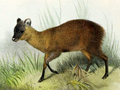 Pudu mephistophiles.png