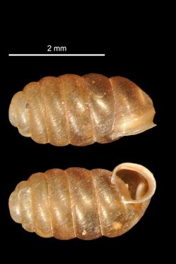 Pupilla sterrii (MNHN-IM-2010-13276).jpeg