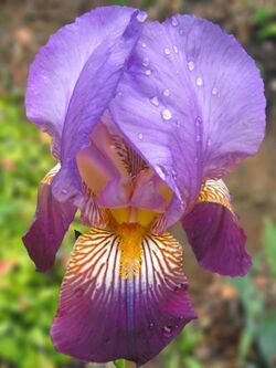 Purple-Iris pn.jpg