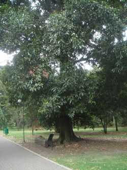 Quercus humboldtii 3.JPG