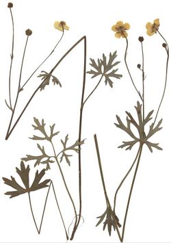 Ranunculus polyanthemoides Herbar.jpg