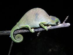 Rednose Dwarf Chameleon imported from iNaturalist photo 104902466 on 21 April 2022.jpg