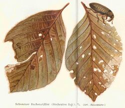 Rhynchaenus fagi meyers 1888 v16 p352.jpg