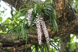 Rhynchostylis retusa (Foxtail orchid).jpg