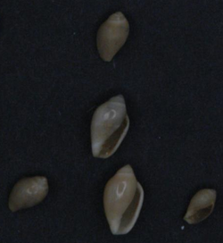 Rivomarginella electrum shell.png