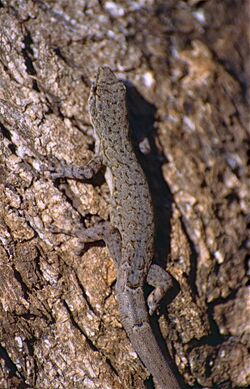 Robust Dwarf Gecko (Lygodactylus pictus) (9640816186).jpg