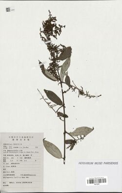 Sageretia laxiflora.jpg