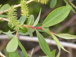 Salix eriocephala var. watsonii (4017950457).jpg