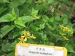 Senecio scandens - Hong Kong Botanical Garden - IMG 9597.JPG