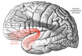 Sobo 1909 670 - Uncinate fasciculus.png
