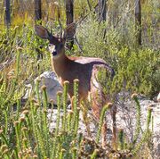 Brown bovid