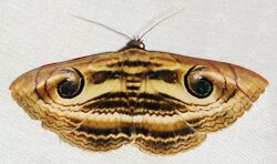 Spirama helicina-W-Thailand7810.JPG