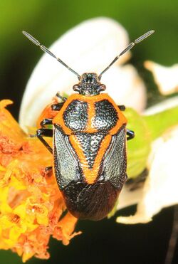 Stink Bug - Perillus strigipes, Okaloacoochee Slough State Forest, Felda, Florida - 24268280543.jpg