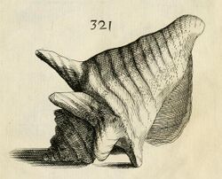 An antique-looking illustration, numbered 321, showing a large, apparently left-handed, sea snail shell with knobs on the shoulders of the whorls