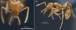 Strumigenys ayersthey (10.3897-zookeys.1036.62034) Figure 3.jpg