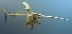 Swordfish skeleton.jpg