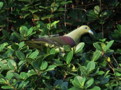 Taiwan Green Pigeon MaleMale Taiwan Green Pigeon seen in Batanes, Philippines. Photo by George Inocencio.png