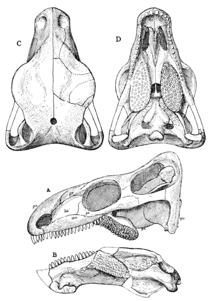 File:The Osteology of the Reptiles p50.png