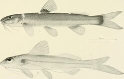 The freshwater fishes of British Guiana, including a study of the ecological grouping of species and the relation of the fauna of the plateau to that of the lowlands (1912) (14593264807).jpg