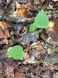One-leaf seedlings of Trillium undulatum in Vermont