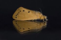 Tussock moth (Laelia sp.).jpg
