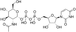 UDP-N-acetylglucosamine.png