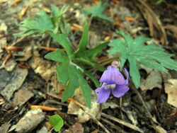 Viola subsinuata.jpg